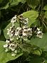 Catalpa speciosa